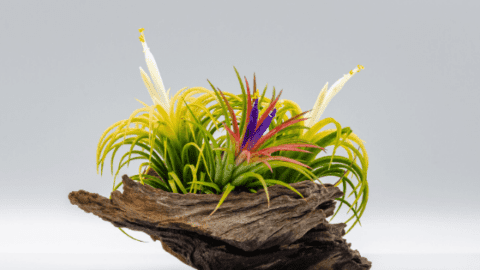How to Water Air Plants – The Best 101 Guide