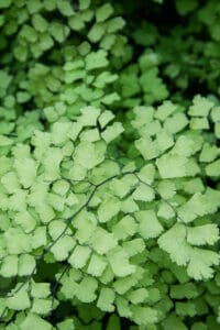 Maidenhair ferns or ferns in general are hard to grow