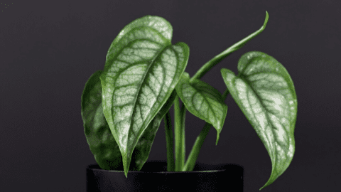 Siltepecana护理-最佳植物指南101