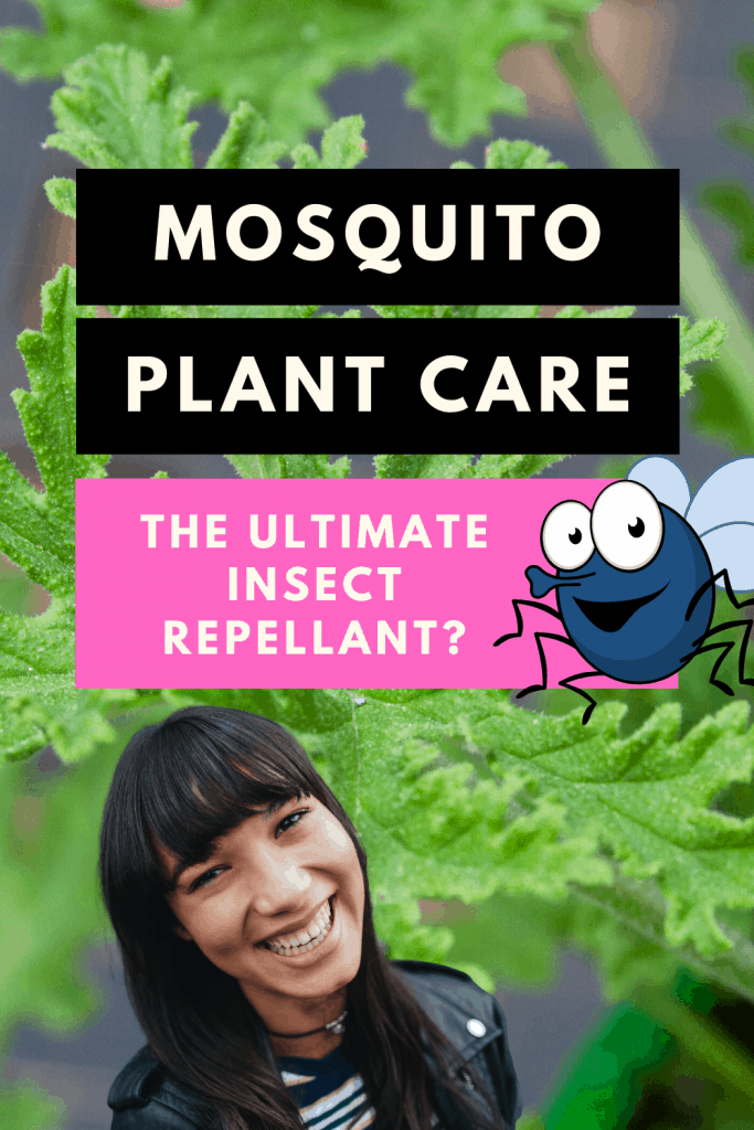 植物驱蚊剂
