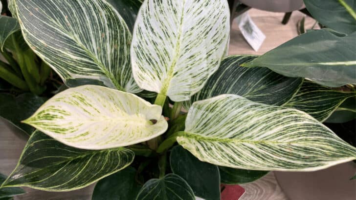 9 Best Philodendron Birkin Care Secrets – Growing Guide