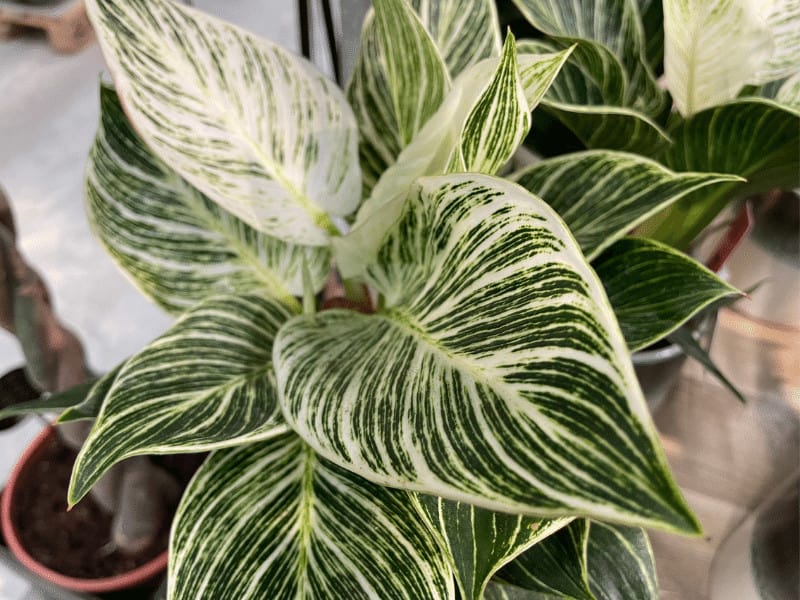Philodendron birkin with its white pinstriped leaves