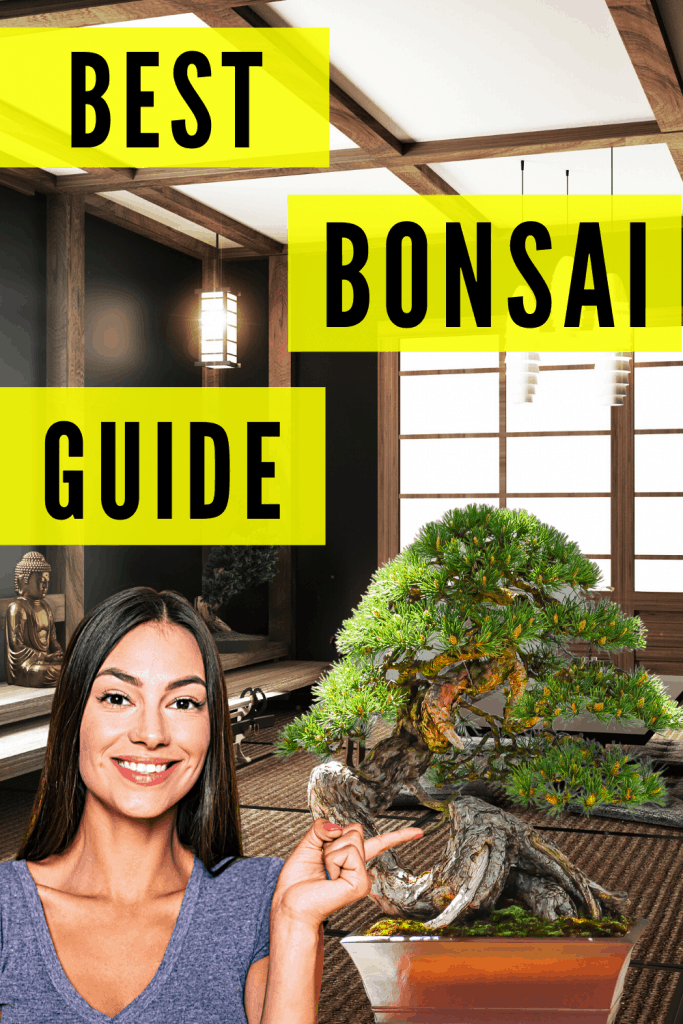 Bonsai Plant Care