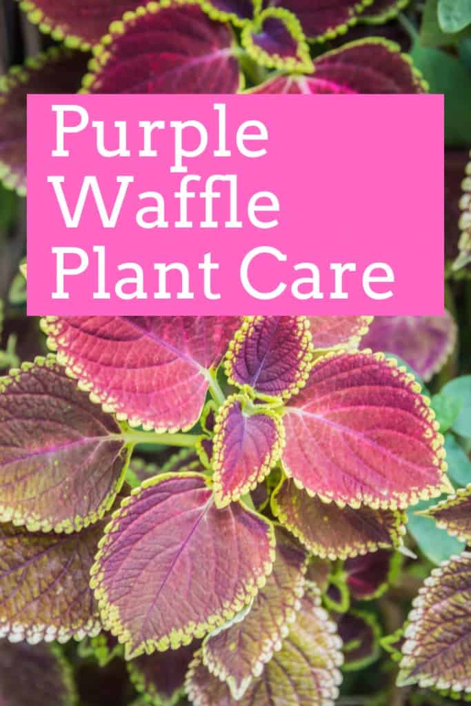 紫色华夫植物护理