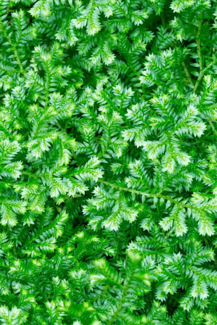 Selaginella Kraussiana Care - #1 Best Tips