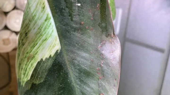 Signs of pests on Philodendron Birkin
