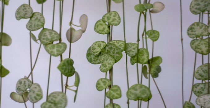 Easiest Houseplants to Propagate String of Hearts