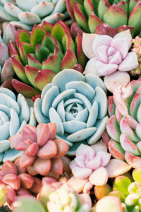Succulents are difficult houseplants to grow