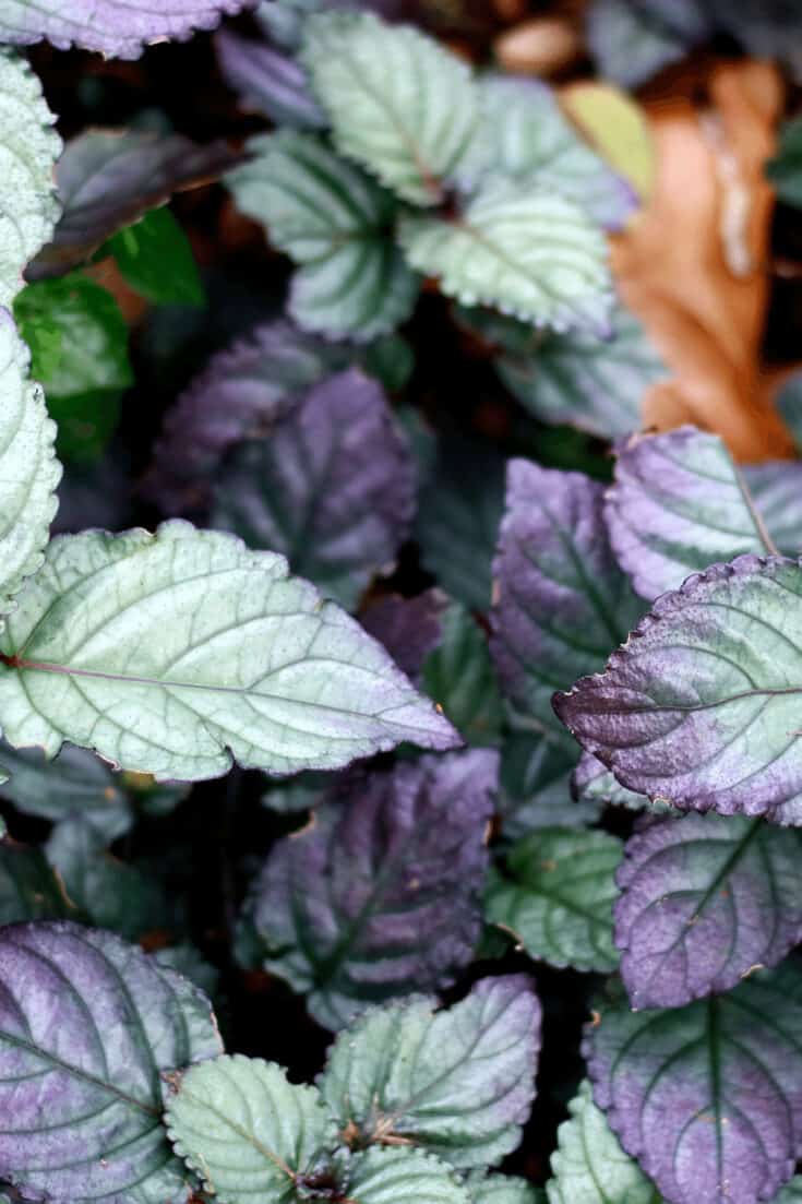 紫华夫饼植物对较低的温度相当耐受，但不耐受温度的大幅度波动