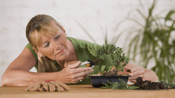The right Bonsai tree care is essential for a happy plant