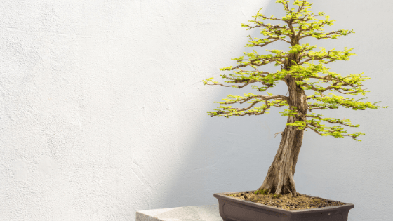 There are many different kinds of Bonsai trees
