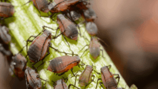 蚜虫植物害虫