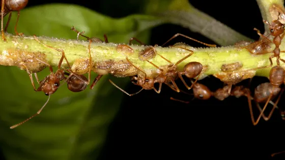 Brown scale and ants on a plant