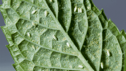Whiteflies On Plants – #1 Best Remedy Hacks