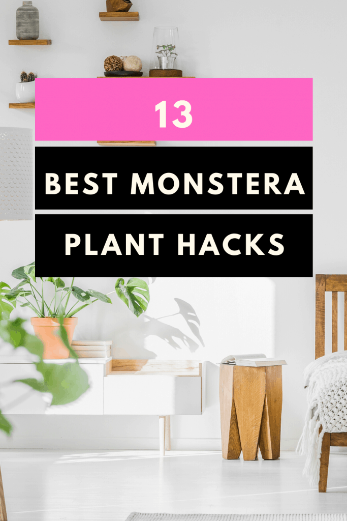 13个最好的Monstera植物护理Hacks