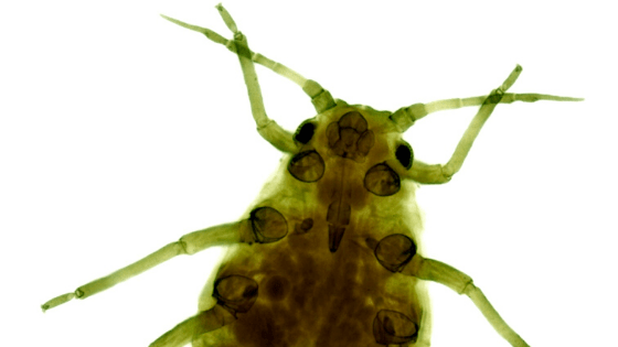 蚜虫很容易与其他害虫区分开来