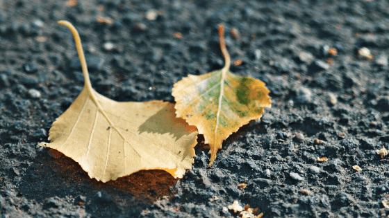 Yellow leaves can be a natural cause of old leaves