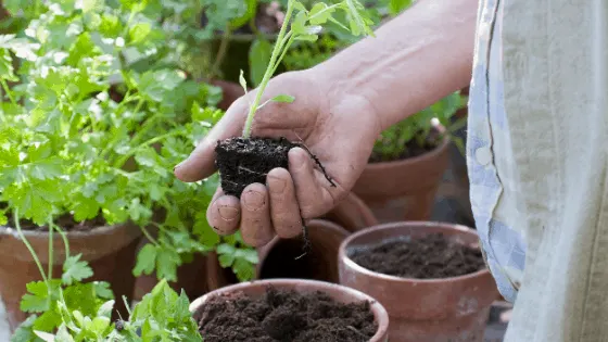 How to repot a plant