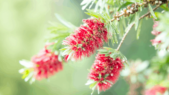 Bottlebrush Tree flower spikes
