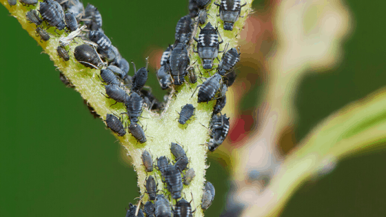 Aphids How To Get Rid Of Them Forever 1