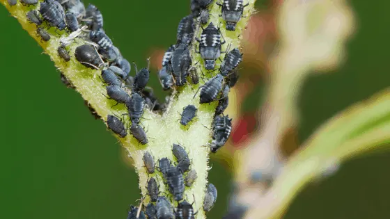 Aphids How To Get Rid Of Them Forever 2