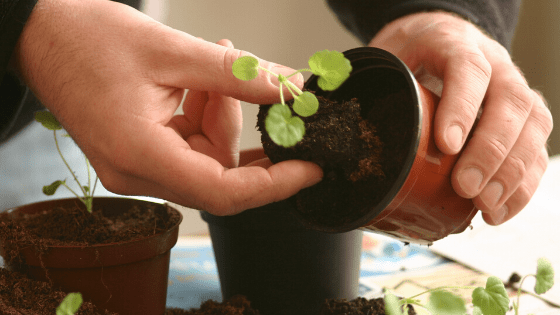 How to plant a plant