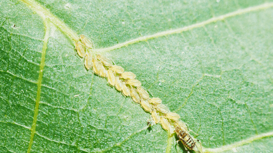 蚜虫是一种吸食植物汁液的害虫