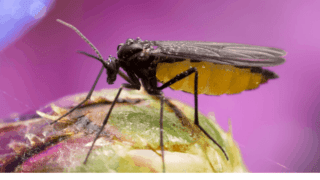 真菌蚊蚋防治