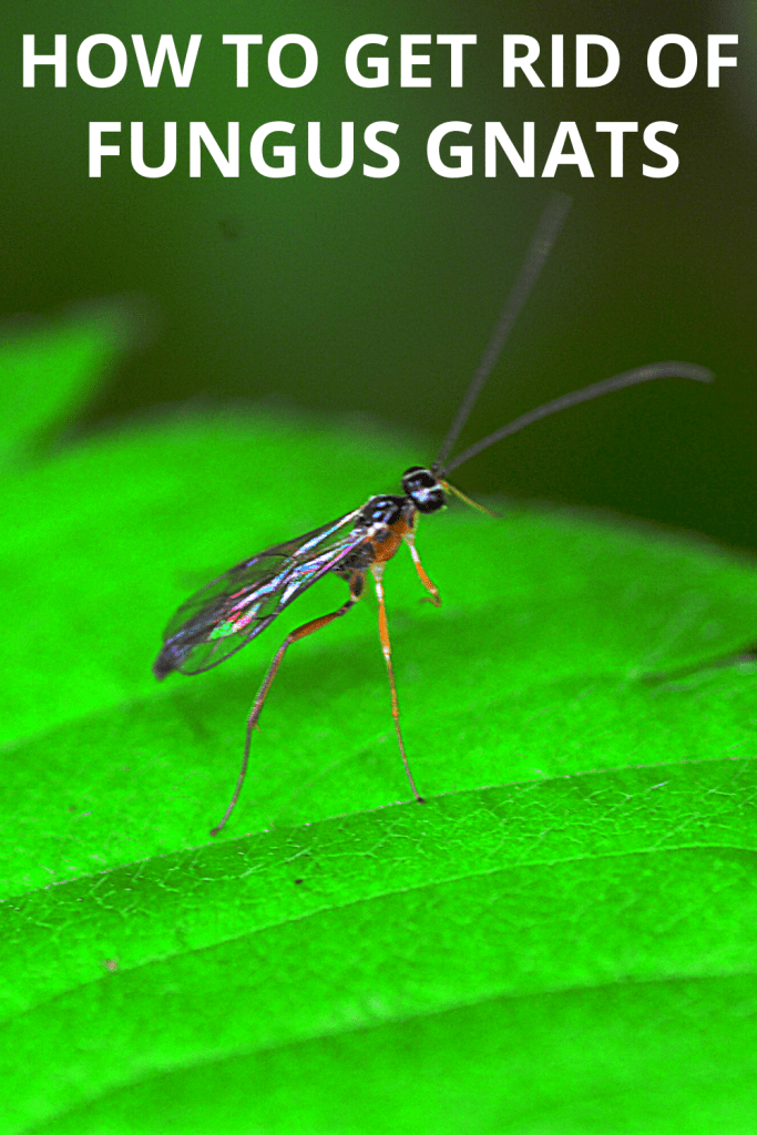 真菌蚊蚋:如何摆脱这些讨厌的188金宝慱亚洲F1害虫