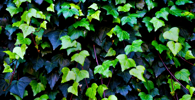#1 English Ivy (Hedera Helix) Best Care Hacks 1