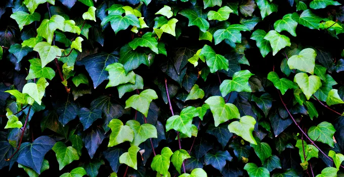#1 English Ivy (Hedera Helix) Best Care Hacks 2
