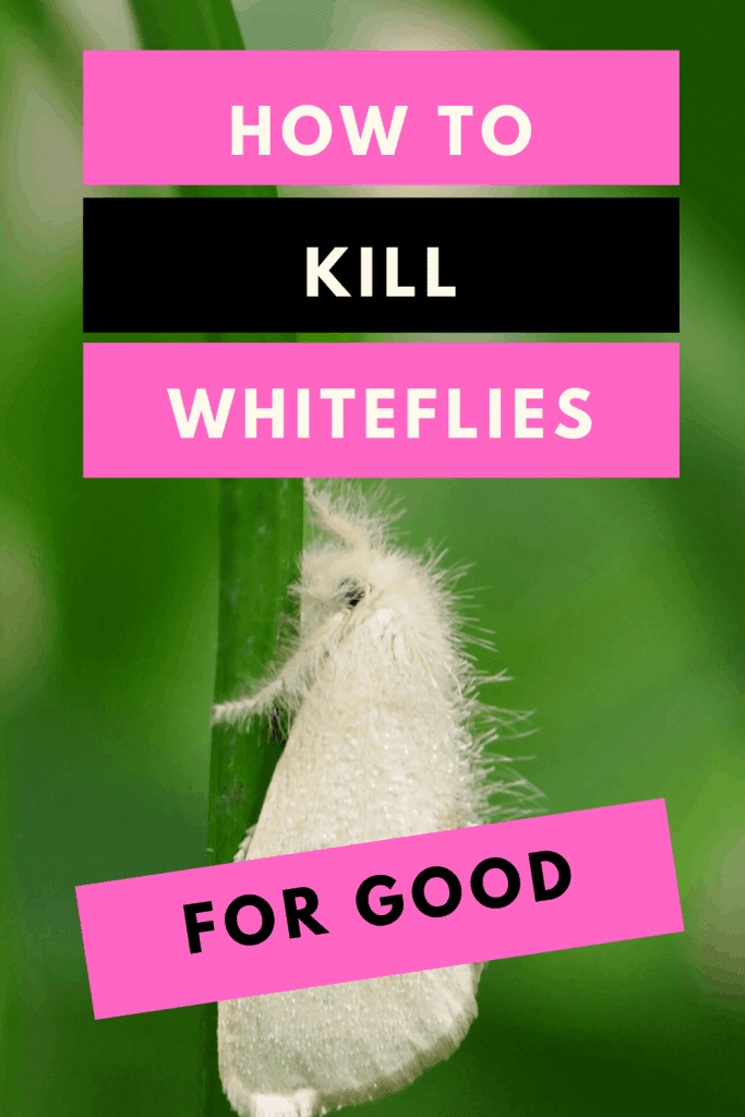Whiteflies On Plants - #1 Best Remedy Hacks 2
