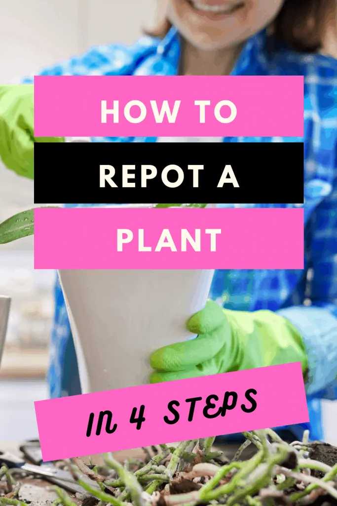 How to repot a plant in 4 steps