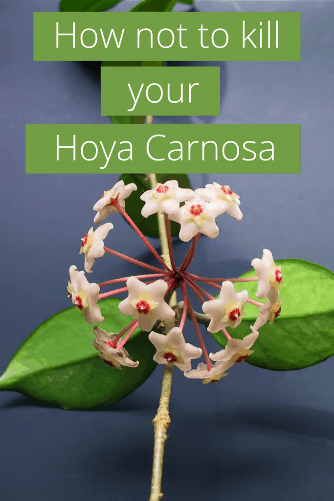 Hoya Carnosa蜡厂