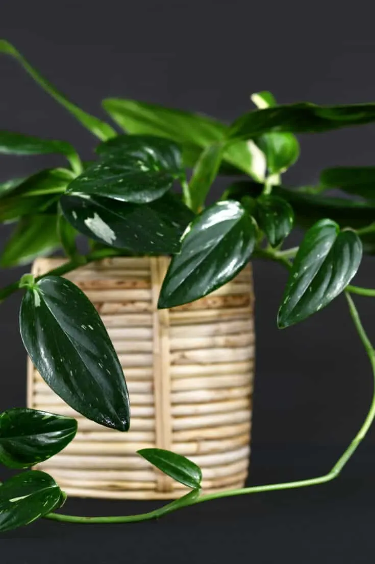 Monstera Standleyana is a climber that grows best in bright indirect light