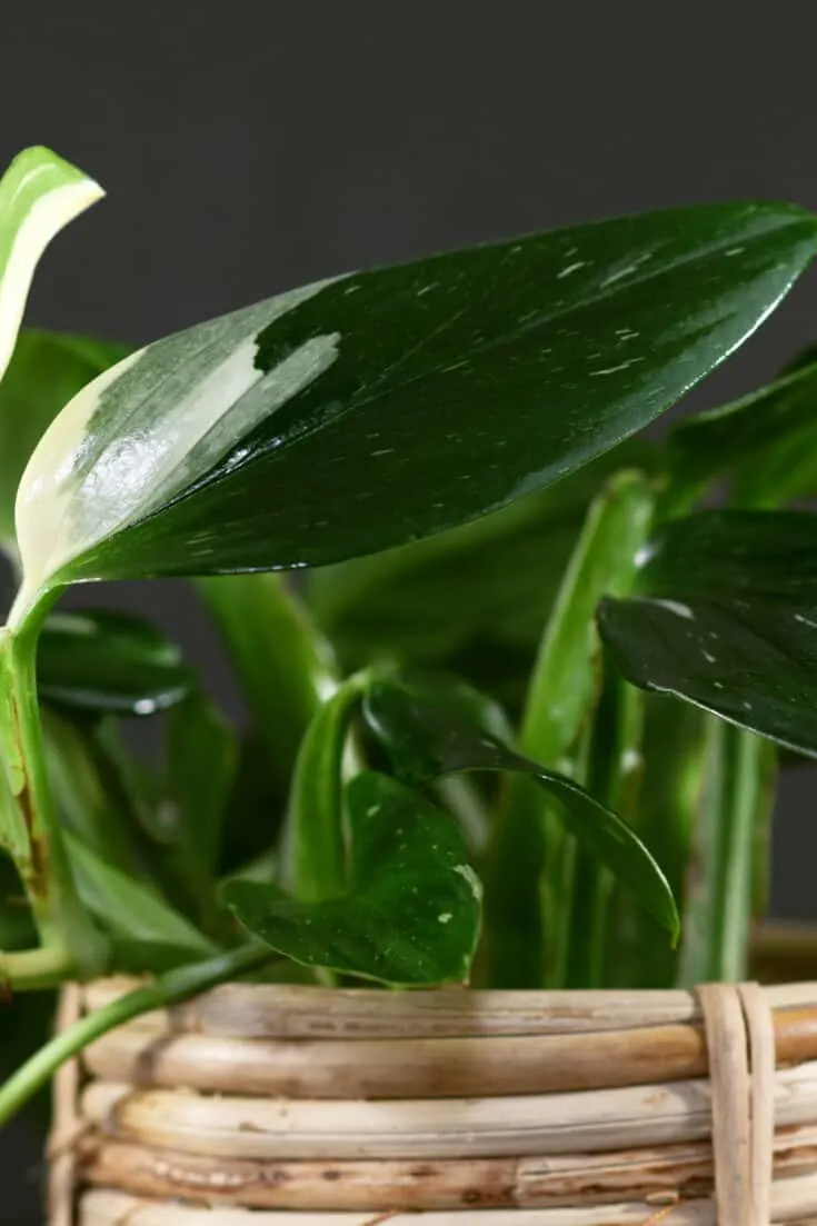 Monstera Standleyana should be fertilized once a month in the growing season