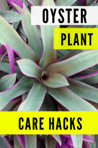 Oyster Plant Care