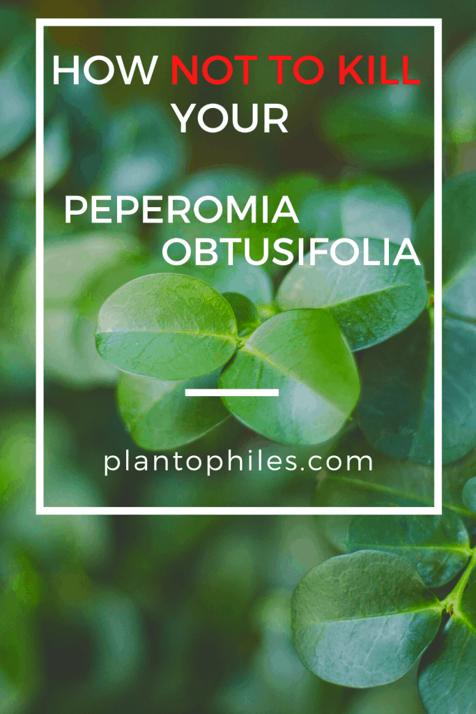 Peperomia Obtusifolia Care Pin