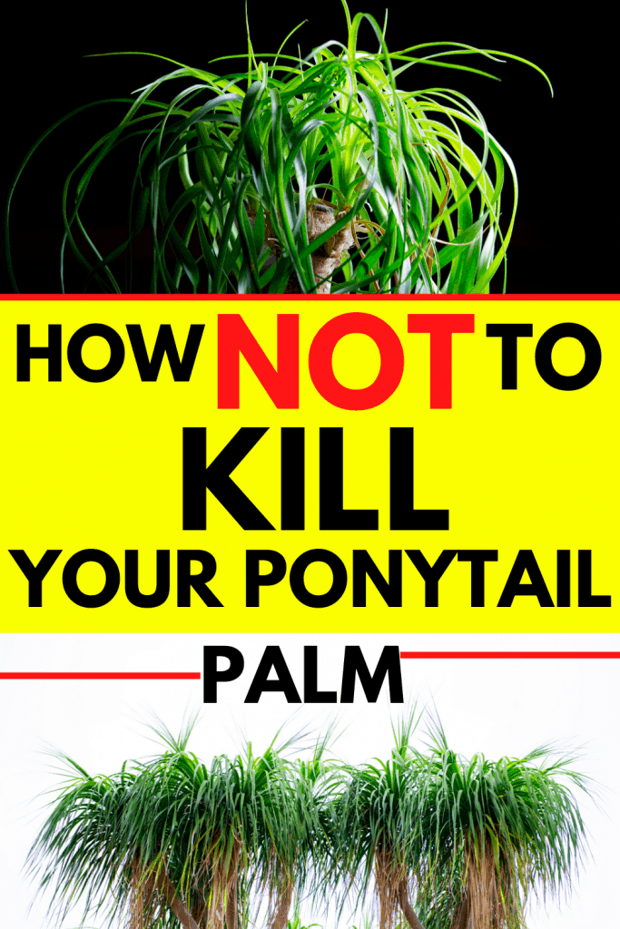 Ponytail Palm care