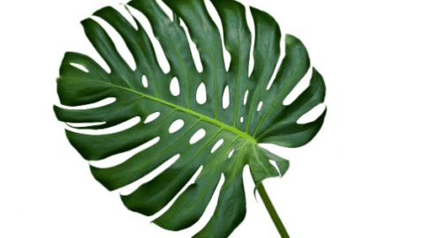 Propagating Monstera Without Node – The Truth