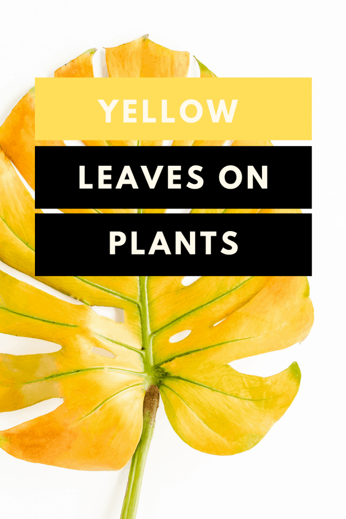Yellow Leaves On Plants - 10 Things You Need to Know 1