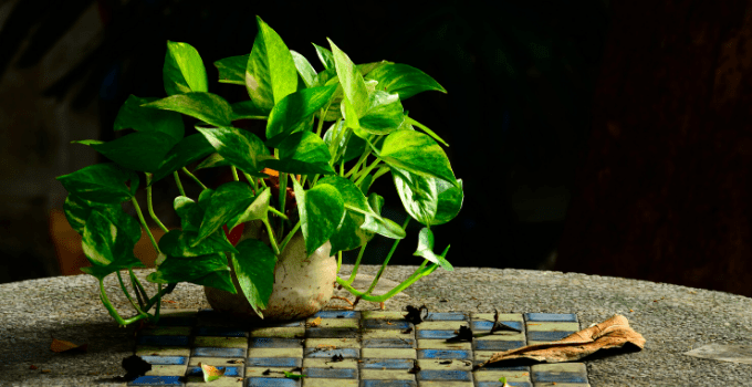 悬挂植物的低光p188金宝慱亚洲体育otthos