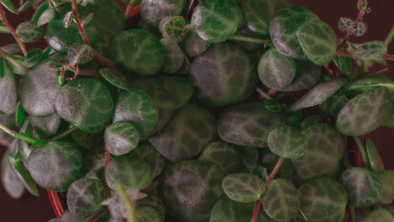 Peperomia Prostrata String of Turtles Care and its unique patterned leaves