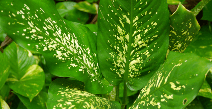 North-Facing Window Plants: Billbergia nutans