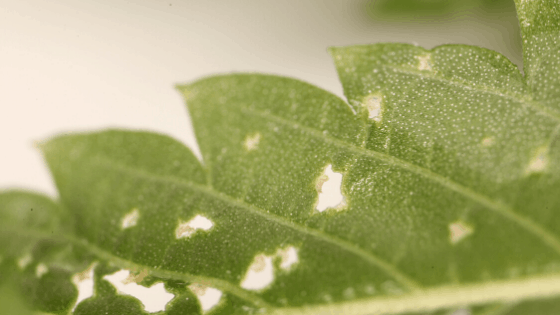 Spider Mites can eat holes into your leaves