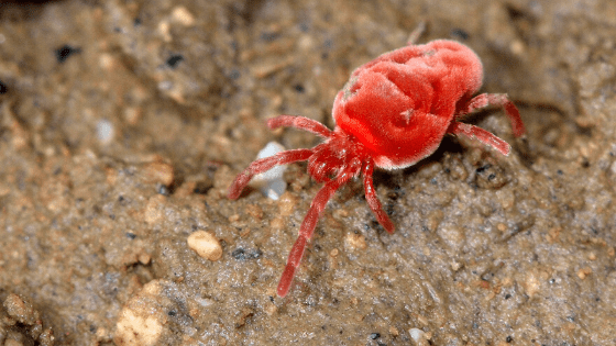 红蜘蛛螨