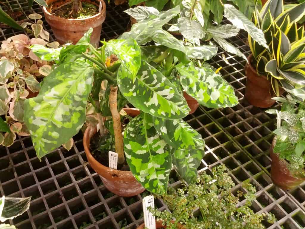 Aglaonema Pictum Tricolor Care - #1 Best Guide