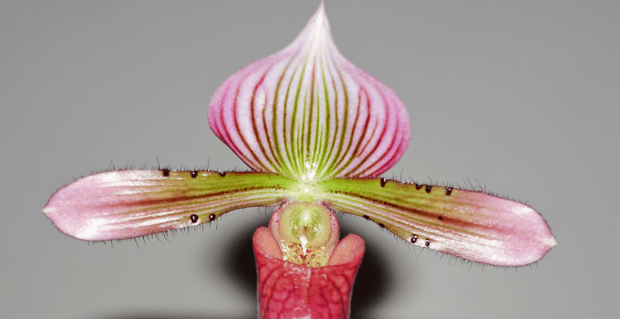 North-Facing Windows Plant: Lady's Slipper Orchid