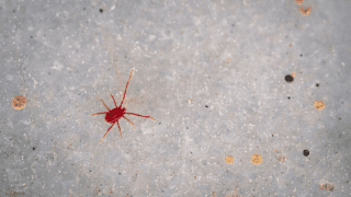 How to get rid of Red Spider Mites