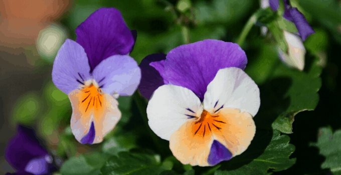 喜酸的室内植物:非洲紫罗兰188金宝慱亚洲体育